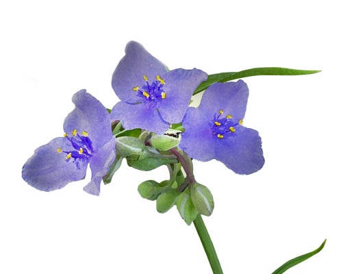 Ohio Spiderwort