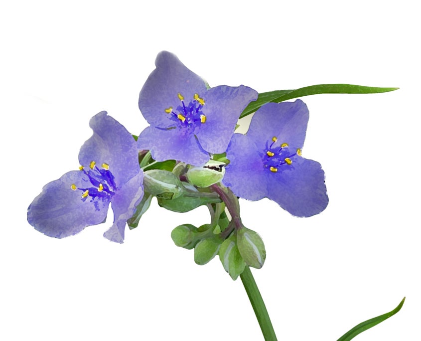 Ohio Spiderwort