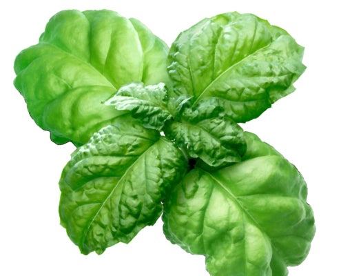 Bolloso Napoletano Basil