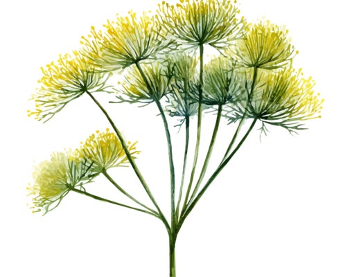 Bouquet Dill