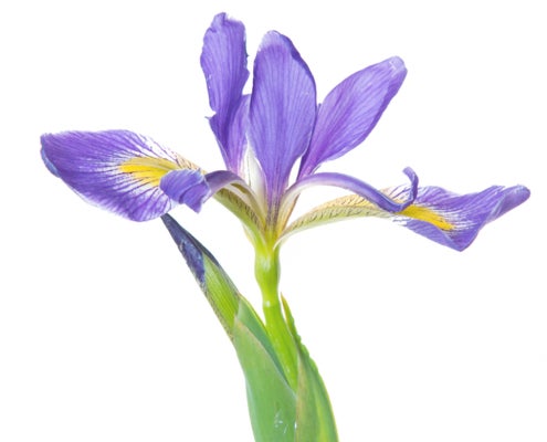 Southern Blue Flag Iris