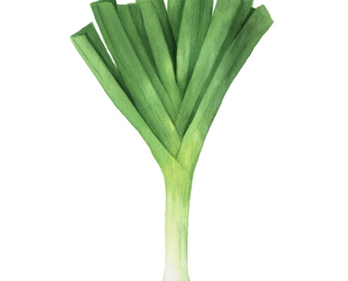 American Flag Leek