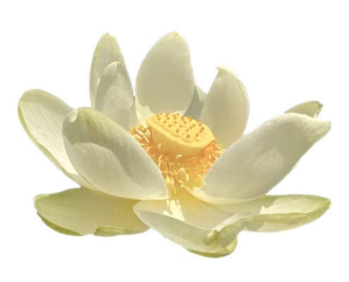 American Lotus