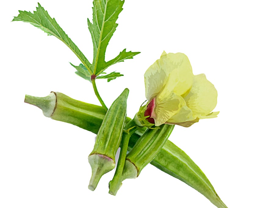 Cajun Jewel Okra