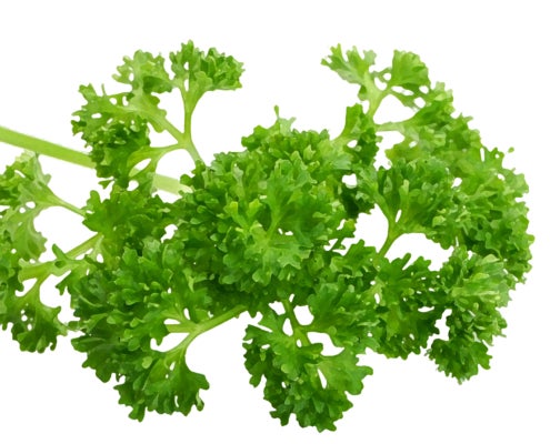 Moss Curled Parsley