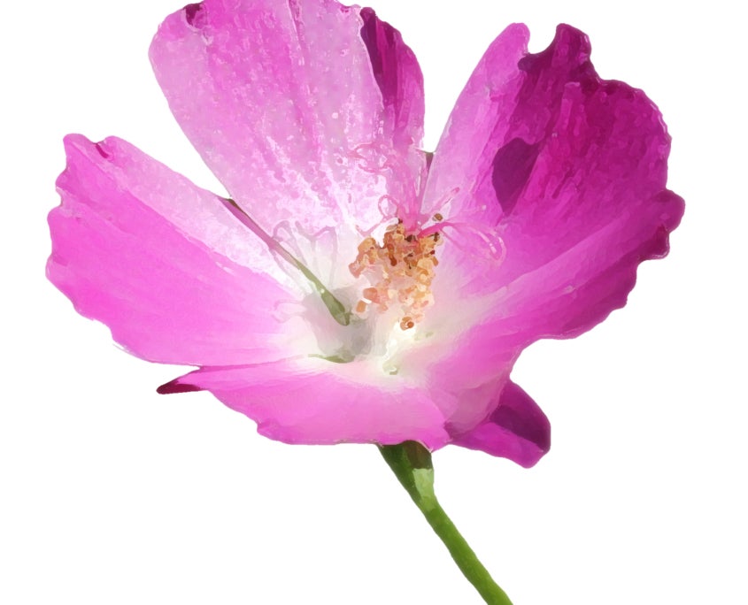 Purple Poppy Mallow