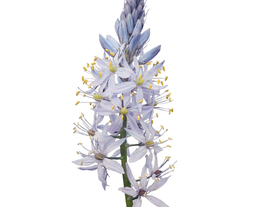 Wild Hyacinth