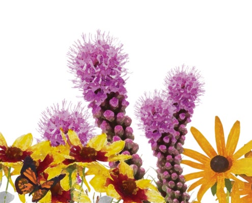 Louisiana Native Wildflowers